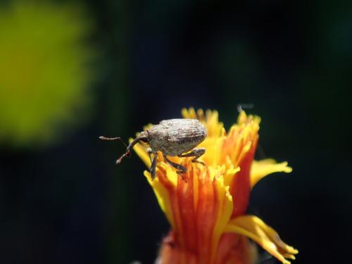 Réf. 195 452 : Parethelcus pollinarius